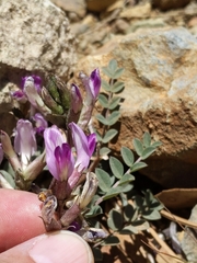 Astragalus tephrodes