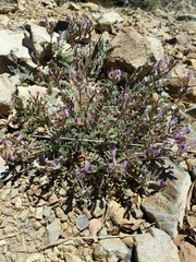 Astragalus tephrodes