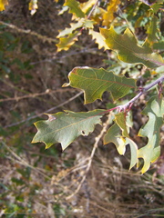 Quercus × pauciloba