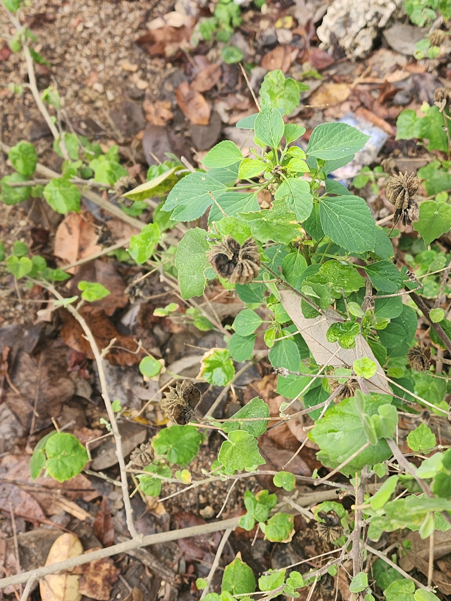 Acalypha indica (Acalypha indica)