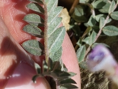 Astragalus tephrodes