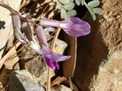 Astragalus tephrodes