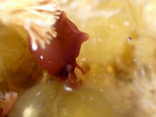 Aplysia californica