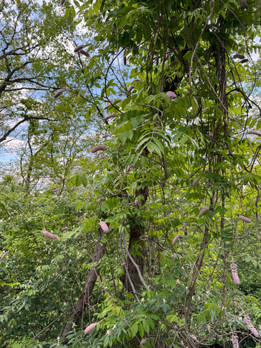 Wisteria frutescens