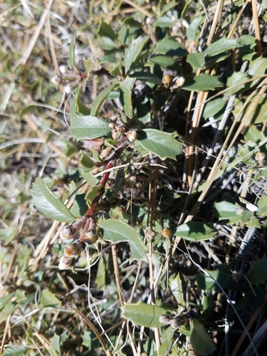 ceanothus prostratus