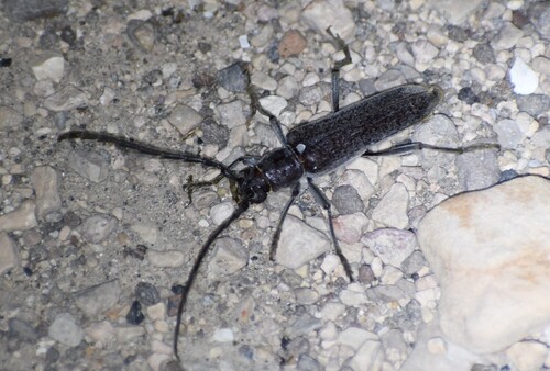 Aneflus obscurus