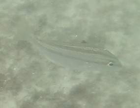 Orthopristis rubra