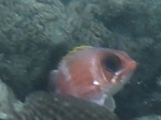 Holocentrus adscensionis