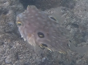 Chilomycterus spinosus