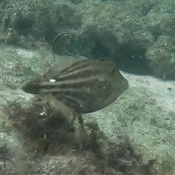 Cantherhines pullus