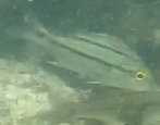 Anisotremus surinamensis