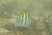 Abudefduf saxatilis