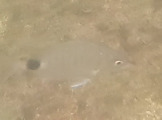 Diplodus argenteus