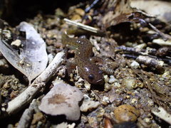 Hynobius unisacculus