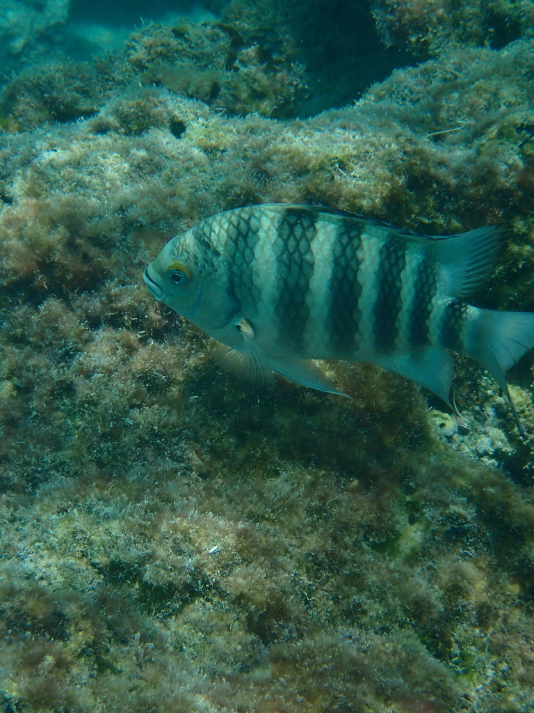 Banded sergeant