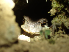 Bufo sachalinensis