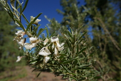 Acmaeodera cisti