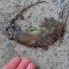 Dasia olivacea