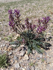 Astragalus tephrodes