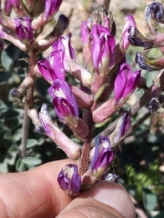 Astragalus tephrodes