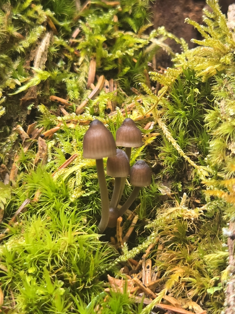 Stump fairy helmet · May 2026 · photo: Photo: (c) Micki Colbeck, some rights reserved (CC BY) · iNaturalist