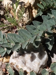 Astragalus tephrodes