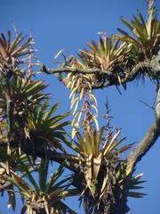 Tillandsia fendleri