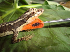 Anolis lyra