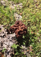 Gyromitra caroliniana