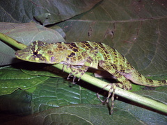 Anolis princeps