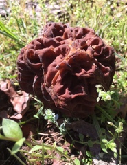Gyromitra caroliniana
