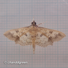 Ategumia adipalis