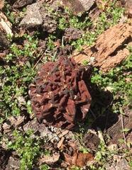 Gyromitra caroliniana