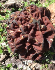 Gyromitra caroliniana