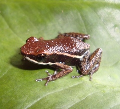 Epipedobates boulengeri