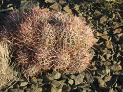 Homalocephala polycephala