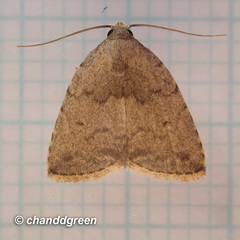 Anachrostis
