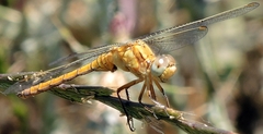 Orthetrum coerulescens
