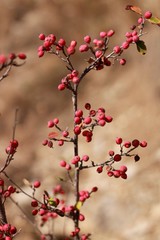 Cotoneaster tauricus
