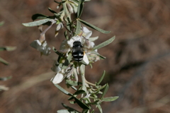Anthophora alluaudi