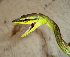 Oxybelis brevirostris