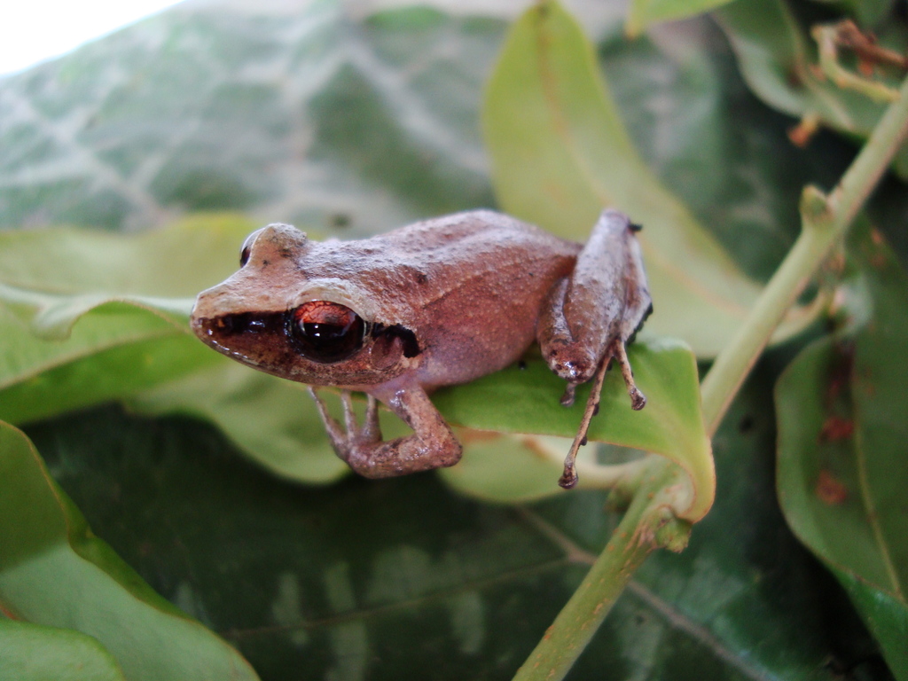 Dirty Rainfrog (Pristimantis illotus)