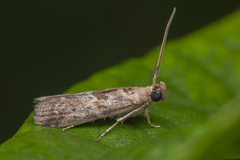 Indomyrlaea ferreotincta