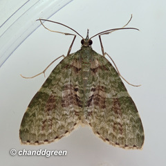 Sauris purpurotincta