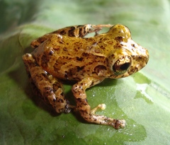 Pristimantis pteridophilus