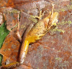 Pristimantis pteridophilus