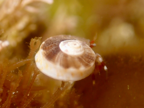 Norrisia norrisii