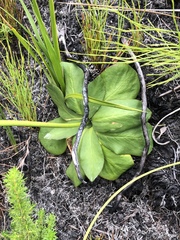 Hermas ciliata