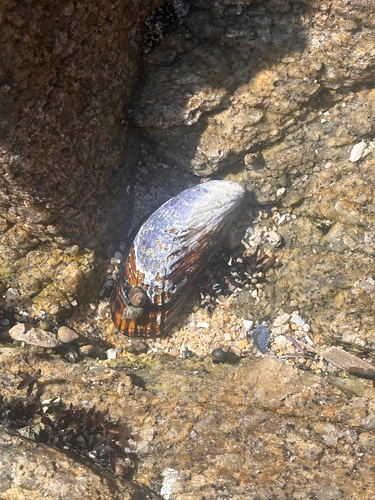 Mytilus californianus