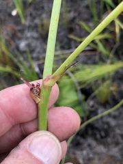 Hermas ciliata
